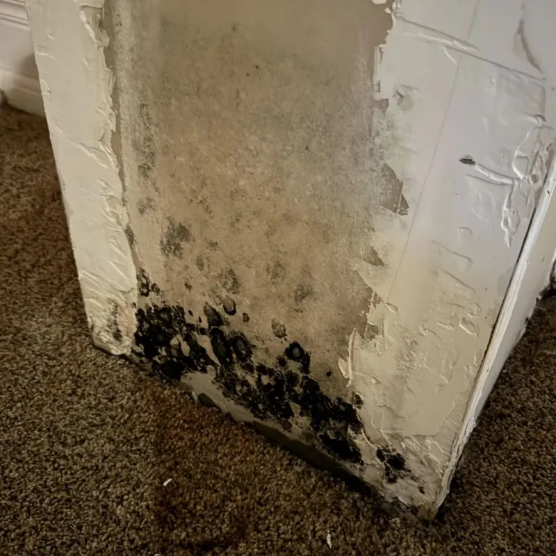 Professional Mold Removal in Richland, MO